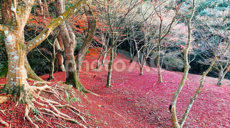 熊本県、麓城址の紅葉 紅葉,熊本,麓城址の写真素材