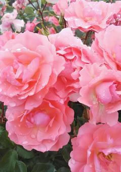 薔薇と雫 薔薇と雫の写真
