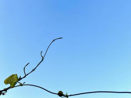 青空とつる 空,葉,つるの写真素材