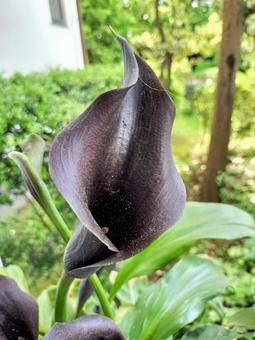 黒い「カラー」の花 黒い「カラー」の花の写真
