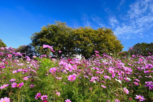 兵庫武庫川の秋 01 コスモス,秋,青空の写真素材