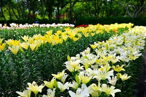 色鮮やかな満開のゆり園 色鮮やかな満開のゆり園の写真