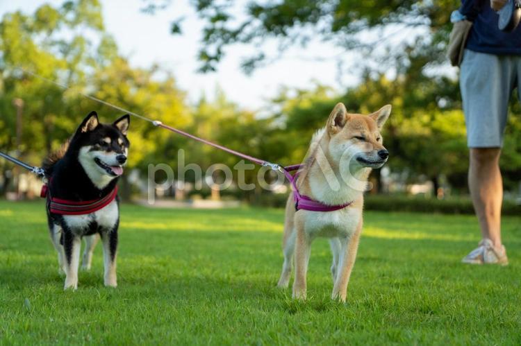 夏の公園で散歩するトイプードル 柴犬,夏,景色の写真素材