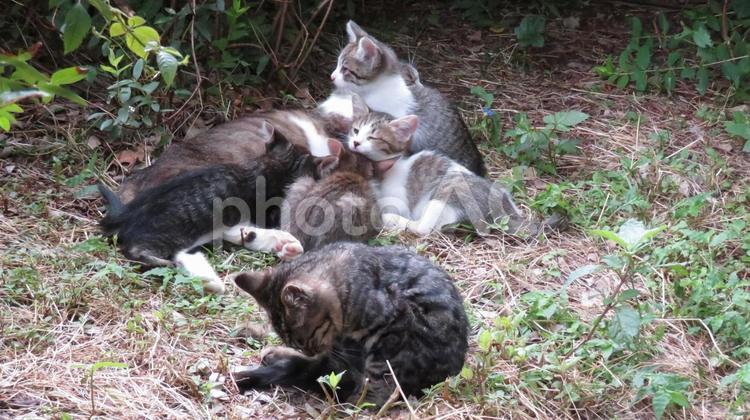 可愛い子猫たちに授乳中の猫 猫,子猫,授乳の写真素材