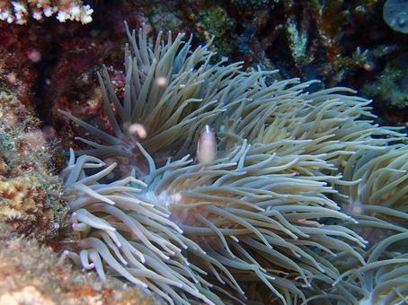 ハナビラクマノミ ハナビラクマノミ クマノミ,イソギンチャク,魚の写真素材