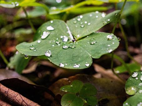 雨上がりのクローバー 雨上がりのクローバー 雨,雨上がり,三つ葉の写真素材