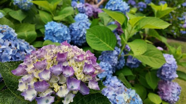 紫陽花 紫陽花の写真
