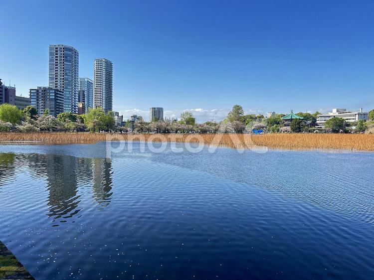不忍池　上野公園　東京都台東区 不忍池,上野恩賜公園,弁天島の写真素材