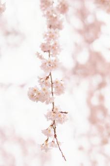 桜 桜の写真