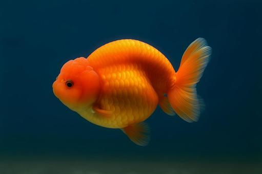 金色に輝く金魚 金色に輝く金魚の写真