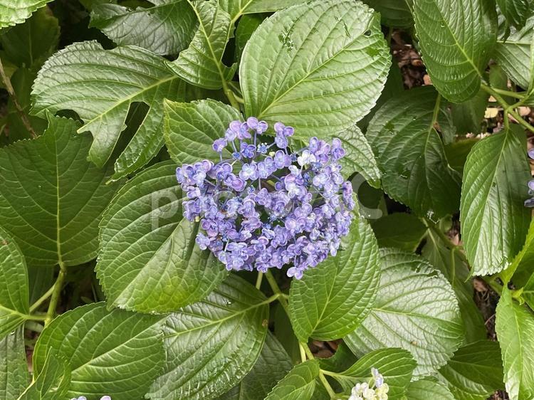 雨上がりのアジサイの花 紫陽花,あじさい,紫の写真素材