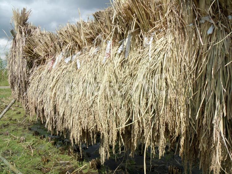 稲刈り後の水田　はさがけ はさがけ,食料,コメの写真素材