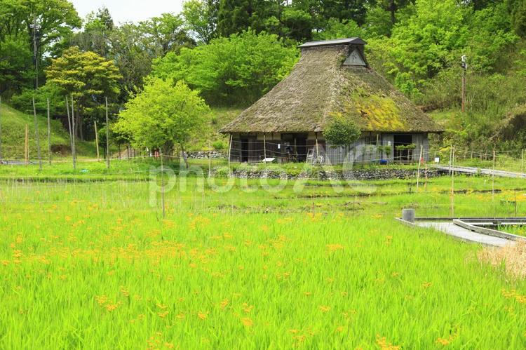 サワオグルマと茅葺の古民家 サワオグルマ,植物,古民家の写真素材