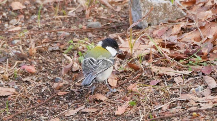 地面に降りて楓の実をついばむシジュウカラ シジュウカラ,野鳥,小鳥の写真素材