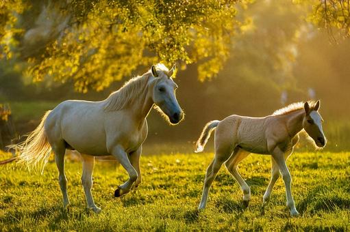 早朝の牧場の親子馬 朝霧,早朝,朝日の写真素材