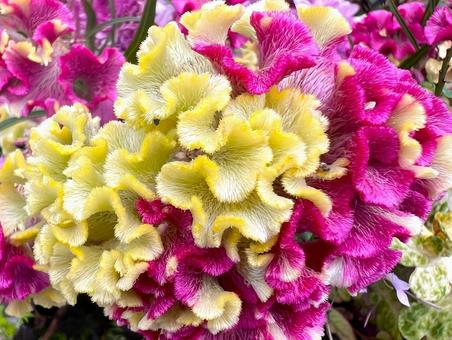 カラフルなケイトウ カラフルなケイトウ ケイトウ,花,アップの写真素材