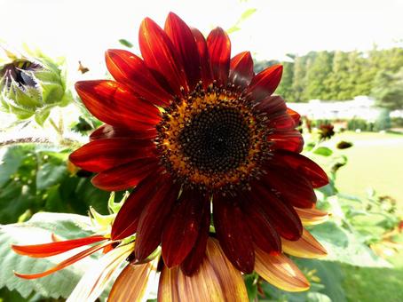 大船フラワーセンター・花壇の赤いヒマワリの写真