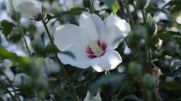 【花の写真】 【花の写真】の写真