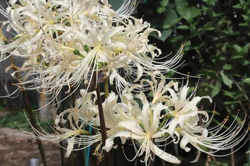 白い彼岸花 植物,花,花びらの写真素材