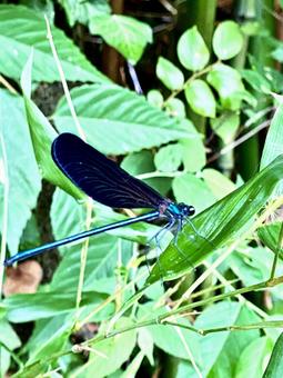 Butterfly dragonfly, JPG Butterfly dragonfly, JPG