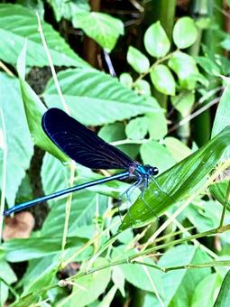 Photo, butterfly dragonfly, natural, outdoors, 