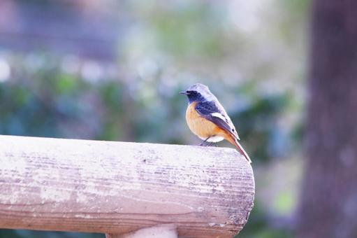 輝く背景と木の上のジョウビタキ 輝く背景と木の上のジョウビタキ 鳥,ジョウビタキ,冬の写真素材