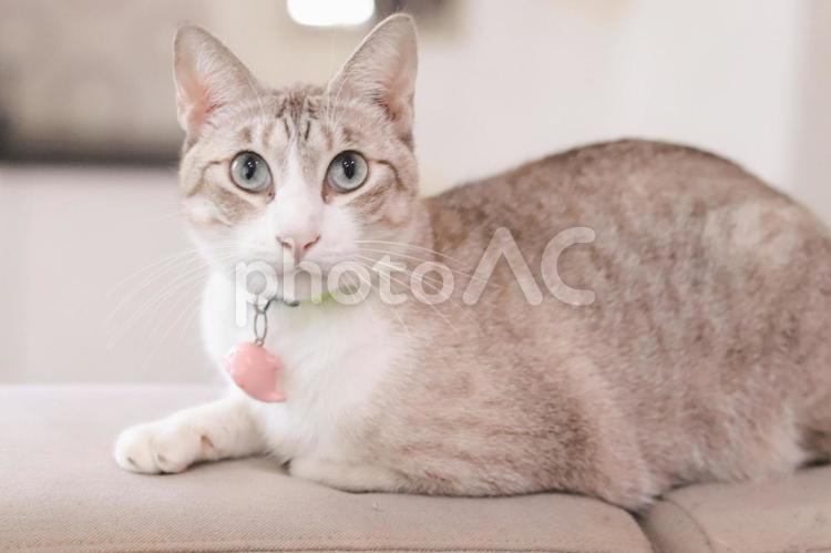 カメラ目線の猫（全身） 猫,ネコ,カメラ目線の写真素材