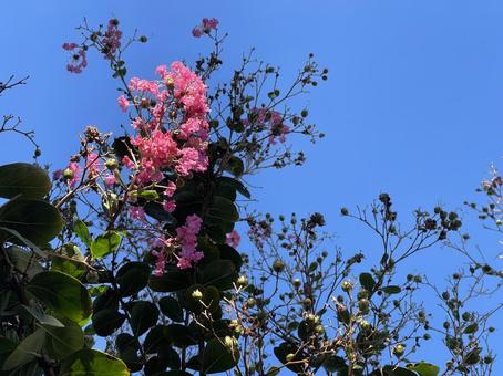 神田川10月:サルスベリの花 2025 神田川10月:サルスベリの花 2025 緑樹,花,サルスベリの写真素材