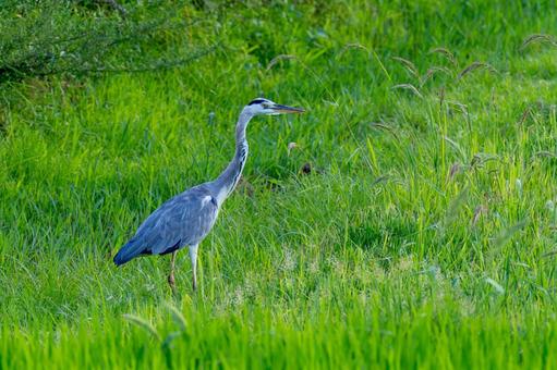 A landscape with a grey heron, JPG