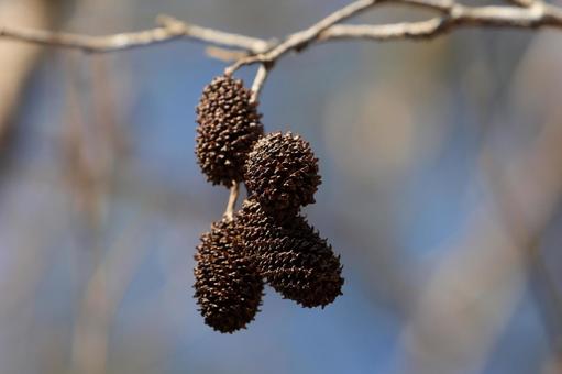 ヤシャブの写真