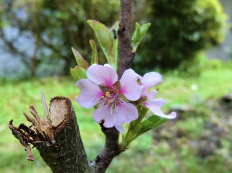 ピンク色の花 ピンク色の花の写真