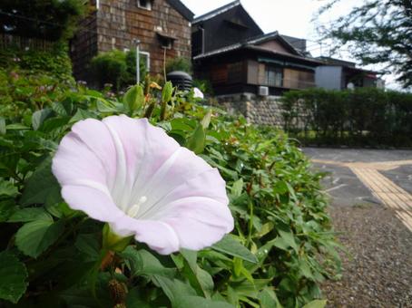一輪の花 一輪の花の写真