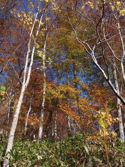 Photo, plateau, autumn, autumn leaves, 