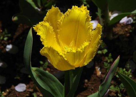 チューリップ イエロー・ファビオ チューリップ イエロー・ファビオの写真