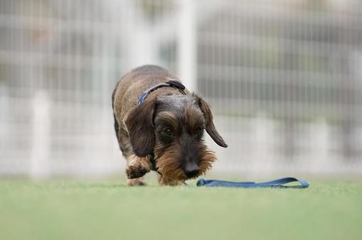 ミニチュアダックスのポートレート 犬,ミニチュアダックス,ワイヤーヘアードの写真素材