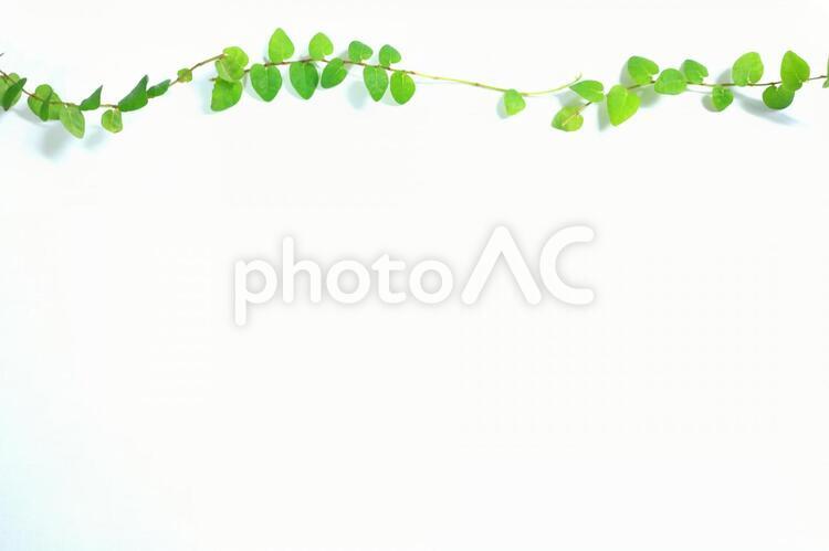 緑のテクスチャ　背景　壁紙　フレーム　癒し 観葉植物,緑,背景の写真素材