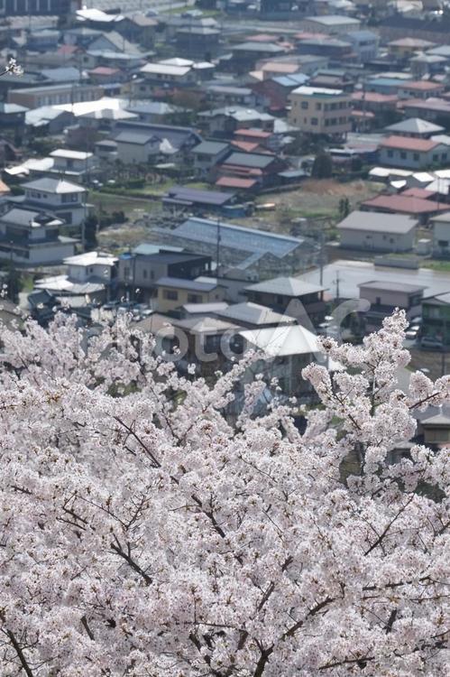桜の咲く町 桜,住宅街,引っ越しの写真素材
