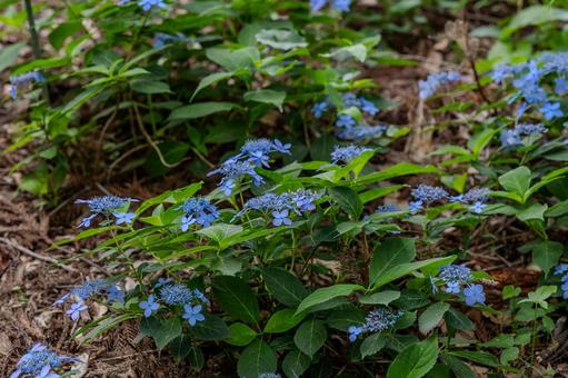 指扇アジサイまつり2025年 指扇アジサイまつり2025年 アジサイ,紫陽花,花の写真素材