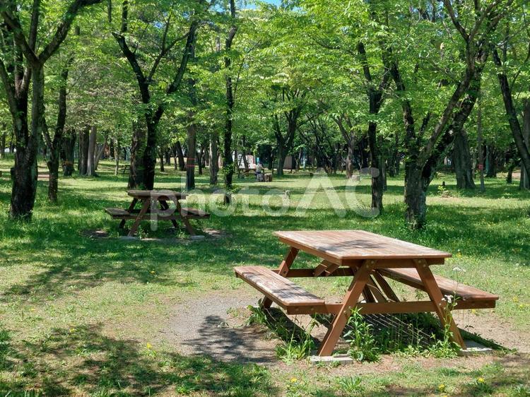 新緑の季節の公園のベンチテーブル ベンチテーブル,新緑,ベンチの写真素材