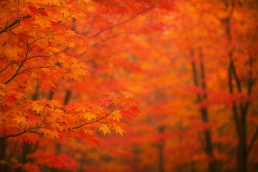 鮮やかな紅葉の壁紙風背景 鮮やかな紅葉の壁紙風背景の写真