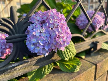 紫陽花 紫陽花の写真