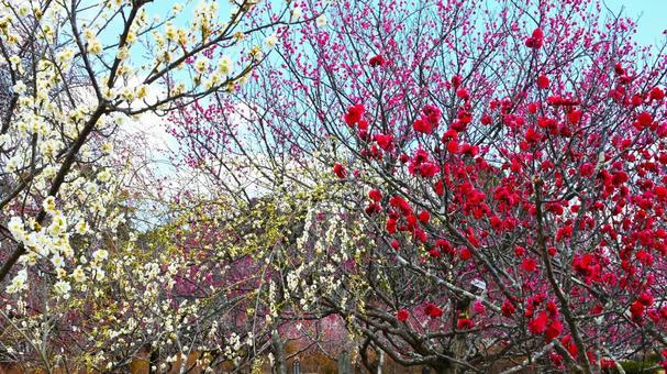 梅園の梅の花 の写真