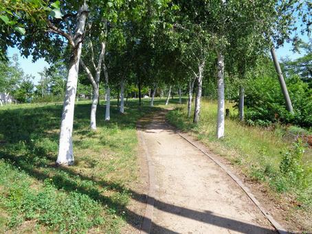 Photo, a row of trees, white birch, a promenade, 