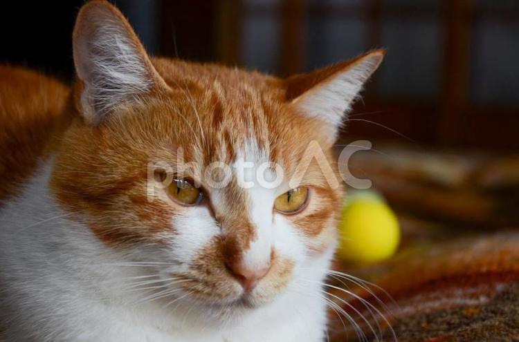 ちょっと眠くなってきた 猫,ねこ,ネコの写真素材