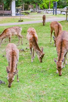 奈良公園の鹿たち 奈良,鹿,シカの写真素材