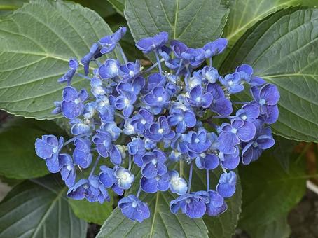 紫陽花8 紫陽花8の写真