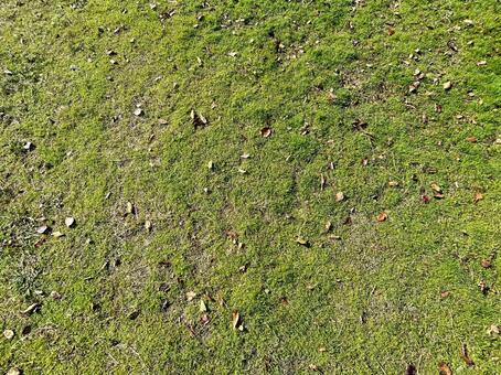 芝生　黄緑色 芝生,しばふ,緑色の写真素材