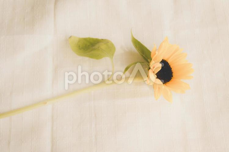 夏の花　ひまわり　 ひまわり,ヒマワリ,夏の写真素材