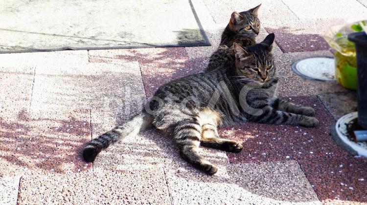 仲良しの姉妹猫 サバトラ猫,ノラ猫,歩道の写真素材