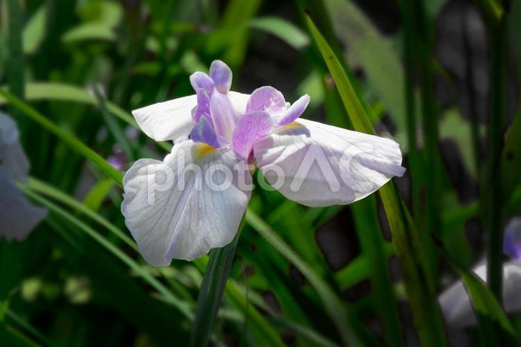 花菖蒲_009 花,初夏,水辺の写真素材